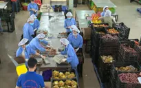 Rau Đà Lạt tăng giá mạnh do thiếu hụt nguồn cung hàng