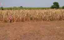 Biến đổi khí hậu đẩy nông dân Trung Mỹ vào cảnh mất mùa