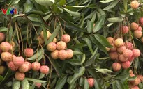 Vải thiều đầu mùa giá cao ngất ngưởng