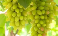 Người trồng nho Ninh Thuận tiếp cận người tiêu dùng bằng thương hiệu