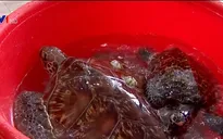 Phú Yên thả hai cá thể rùa quý hiếm về biển