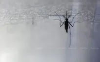 Thái Lan tích cực kiểm soát dịch sốt Chikungunya lây truyền qua muỗi