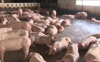 TP.HCM tăng cường khoanh vùng dập dịch tả heo châu Phi