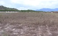 "Cánh đồng chết" do hạn hán