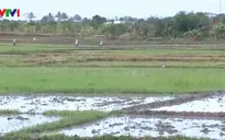 Nắng nóng kéo dài ở Quảng Ngãi, nguy cơ thiếu nước sản xuất vụ Hè Thu