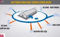 FAO khuyến nghị ứng phó dịch tả lợn châu Phi