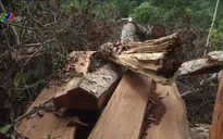 Cận cảnh hiện trường vụ chặt hạ gỗ nghiến tại Bắc Kạn