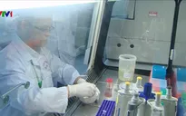 Nghiên cứu vaccine tả lợn châu Phi đã có kết quả bước đầu