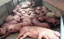 Quảng Bình: Đề xuất hỗ trợ 25.000 đồng/kg lợn mắc dịch tả phải tiêu hủy