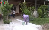 Nguy cơ bùng phát dịch tả lợn châu Phi ở vùng cao Quảng Trị do giấu dịch