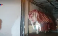 Lấy nhiều mẫu thịt lợn để giám sát dịch tả