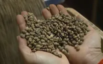 Giá cà phê giảm nhẹ