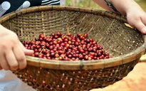 Giá cà phê kỳ hạn tháng 7 trên sàn ICE giảm nhẹ