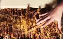 Phân biệt nhân sâm thật với nhân sâm giả