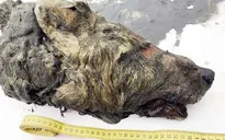Phát hiện đầu sói thời kỳ băng hà bảo tồn hoàn hảo nhất ở Siberia