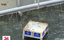 Phân hủy bùn - mấu chốt làm sạch sông Tô Lịch
