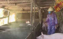 Xuất hiện dịch tả heo Châu Phi tại Phú Yên