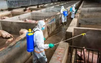 Giá thịt lợn tại Trung Quốc có thể tăng đến 70%
