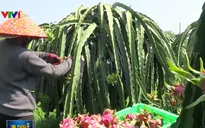 Thị trường Trung Quốc ngày càng khắt khe với trái cây nhập khẩu