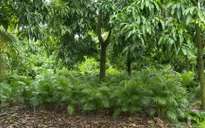 Kiếm tiền triệu từ trồng cau kiểng trong vườn xoài