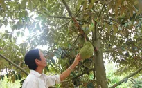 Diện tích trồng sầu riêng tăng mạnh