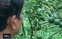 Cam ruột đỏ “bén duyên” ở vùng đất Lai Vung