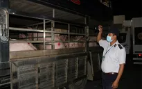 TP.HCM lập thêm 2 chốt kiểm dịch động vật liên ngành tạm thời