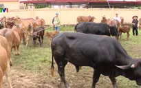 Phát triển đàn đại gia súc thay thế nguồn cung thịt lợn