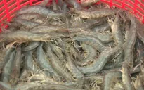 Trà Vinh: Giá tôm giảm từ 10.000 - 15.000 đồng/kg