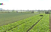 Bảo vệ rau màu mùa nắng nóng
