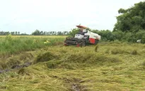 Giải pháp giảm thiệt hại vụ lúa hè thu