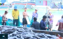 Khánh Hòa ngăn chặn khai thác bất hợp pháp từ chuỗi liên kết