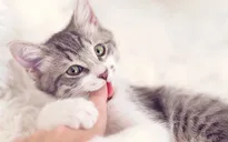 Bé trai 11 tuổi tử vong vì bệnh dại từ vết cào của mèo