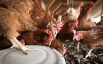 Nhật Bản xem xét dỡ bỏ lệnh cấm nhập khẩu thịt gà từ Nga