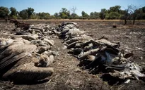 Botswana: Hơn 500 con kền kền chết do bị đầu độc