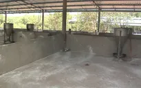 Bà Rịa Vũng Tàu xuất hiện 2 ổ dịch tả heo Châu Phi