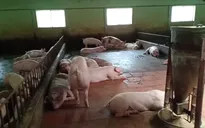 60 tỉnh, thành phố xuất hiện ổ dịch tả lợn châu Phi