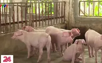 Giá lợn hơi lên mức kỷ lục 3 năm