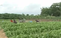 Nông sản Đà Lạt khó tiếp cận hệ thống siêu thị