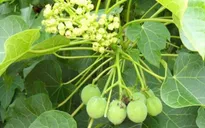 Cứu sống 4 trẻ ở Yên Bái ngộ độc hạt dầu mè