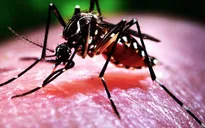 Đắk Nông: Tập trung phòng, chống bệnh sốt xuất huyết Dengue