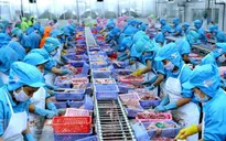 Xuất khẩu thủy sản vào EU sẽ tăng sau EVFTA