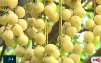 Dâu Hạ Châu - Đặc sản sinh thái hấp dẫn du khách