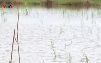 Nông dân Cà Mau gặp khó trong vụ lúa Hè Thu do thời tiết bất lợi