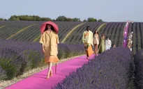 Xao xuyến trước sàn catwalk nằm giữa cánh đồng hoa oải hương