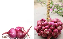 Bảo hộ chỉ dẫn địa lý "Vĩnh Châu" cho hành tím