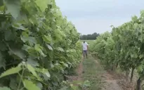 Khám phá thủ phủ của loại rượu sang trọng Cognac