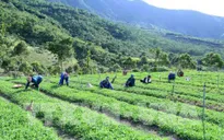 Nông nghiệp giảm tăng trưởng vì thiên tai, dịch bệnh