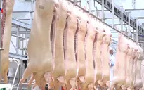 Thịt lợn nhập khẩu ồ ạt vào Việt Nam, ngành chăn nuôi tiếp tục gặp khó