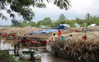 Hậu Giang: Mía dư thừa vì nhà máy đường đóng cửa